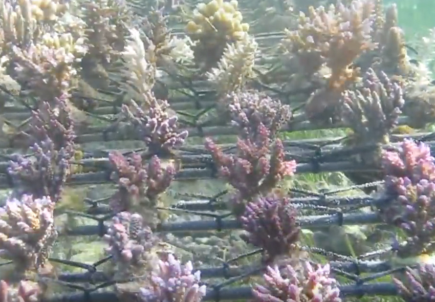 Coralfarm at Balicoral / PT Aksara Bahana Abadi, Bali